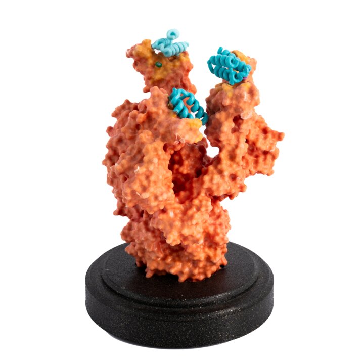 Model of proteins