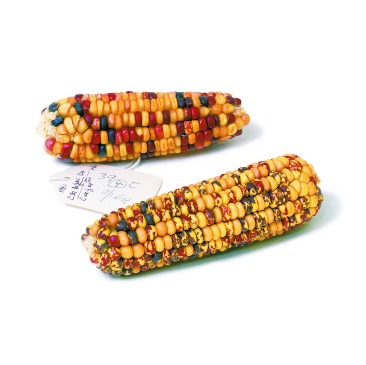 Maize