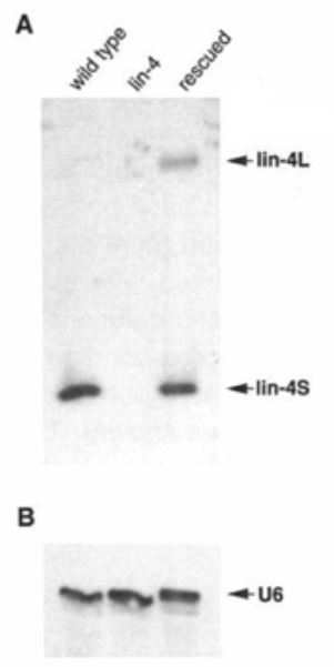 Image of the identification of two short lin-4 transcripts.